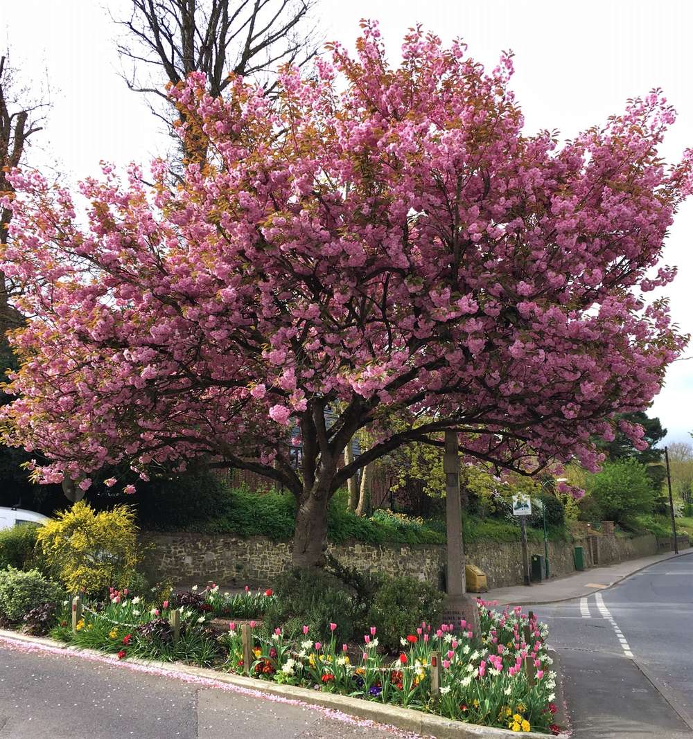 Beautiful Cherry Blossom Brightens Village
